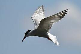 Common Tern