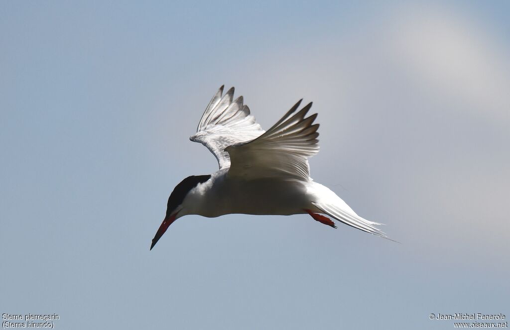 Common Tern