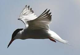 Common Tern