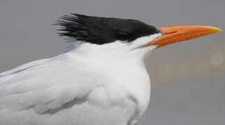 Royal Tern