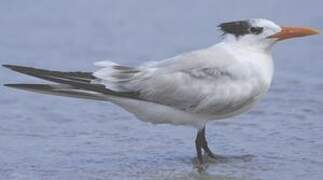 Royal Tern