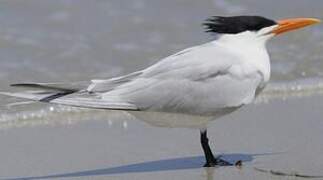 Royal Tern