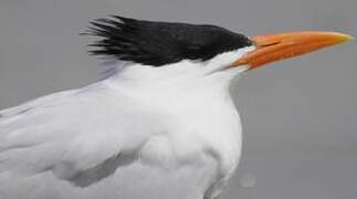 Royal Tern