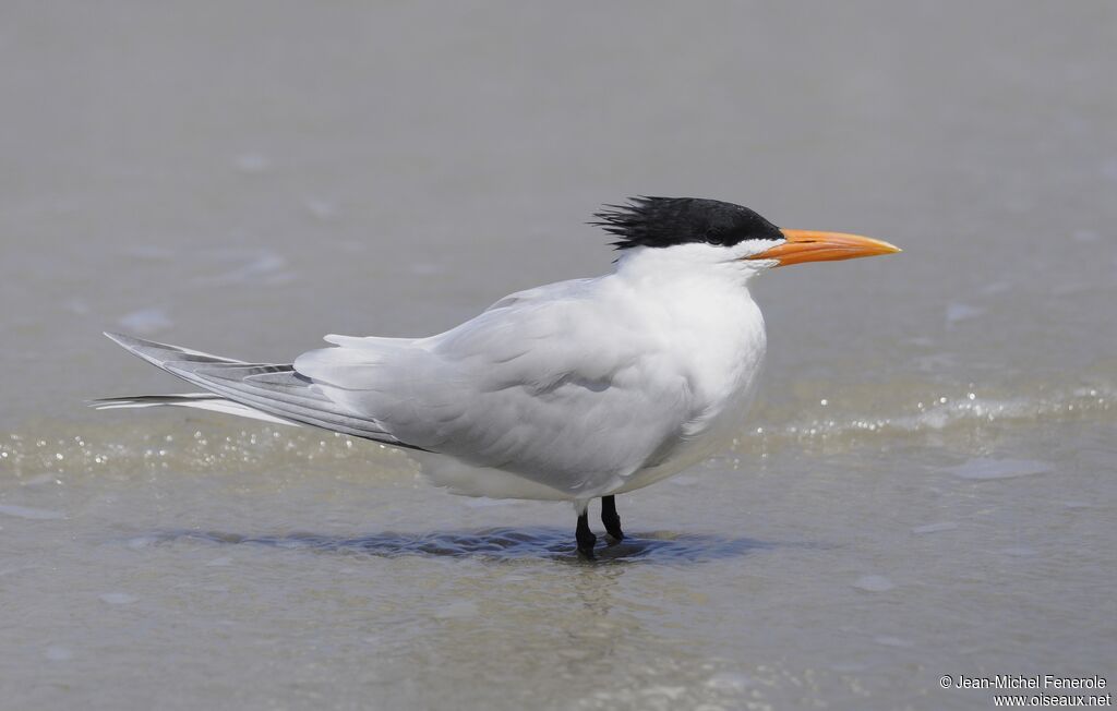 Royal Tern