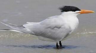 Royal Tern