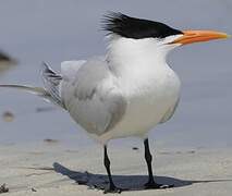 Royal Tern