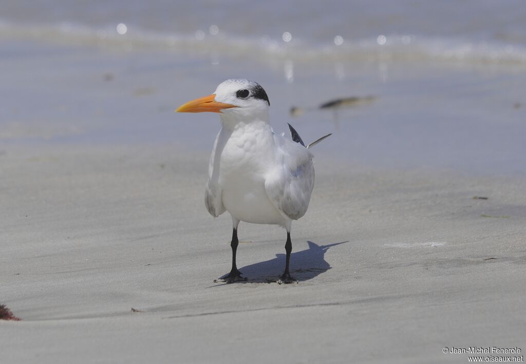 Royal Tern