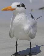 Royal Tern