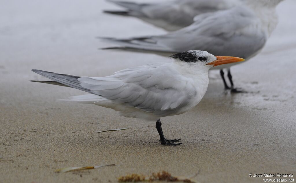 Royal Tern