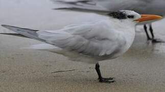 Royal Tern