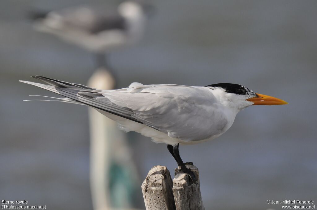 Royal Tern