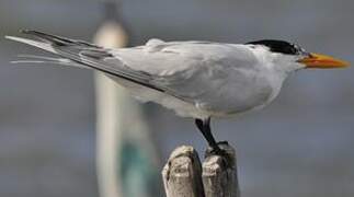 Royal Tern