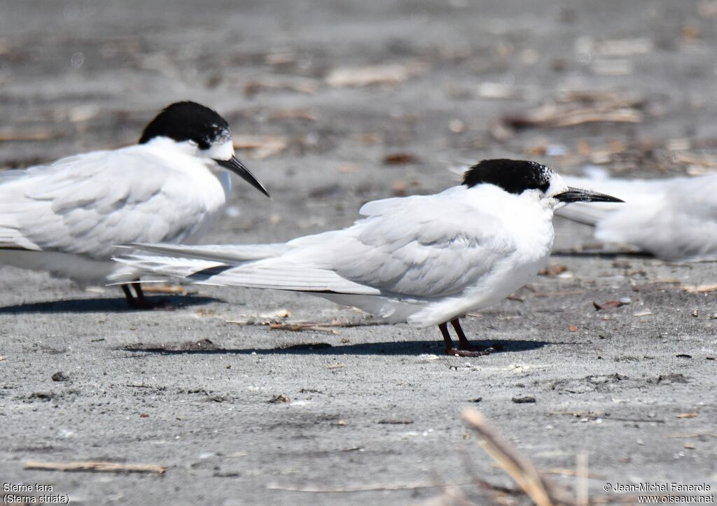 White-fronted Tern