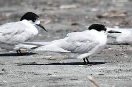 White-fronted Tern