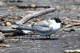 White-fronted Tern