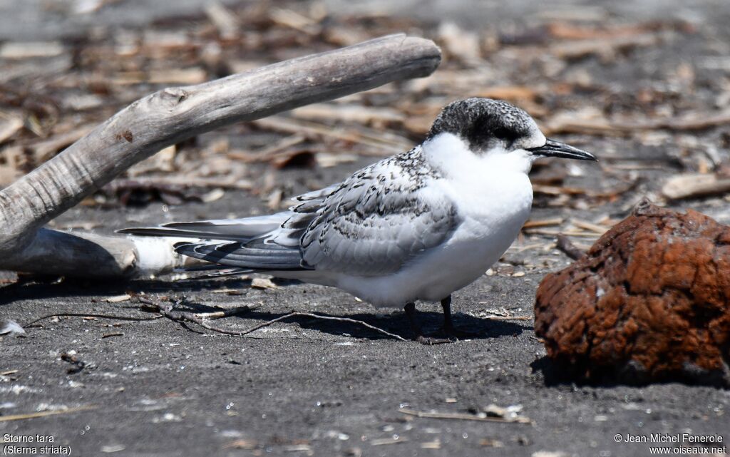 White-fronted Tern