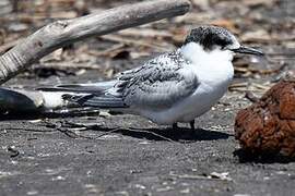 White-fronted Tern