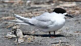 White-fronted Tern