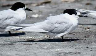 White-fronted Tern