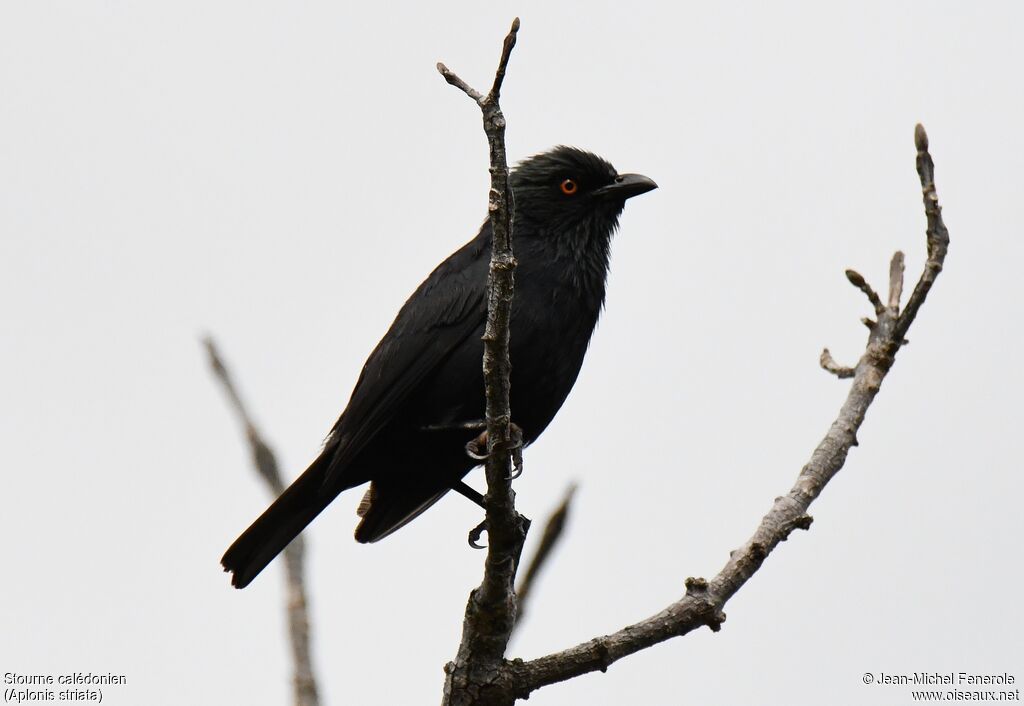 Striated Starling