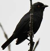 Striated Starling