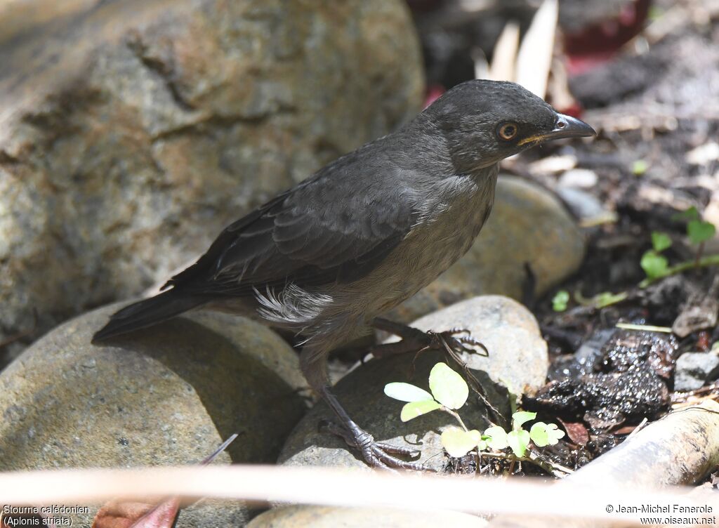 Striated Starlingimmature