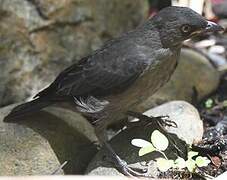 Striated Starling