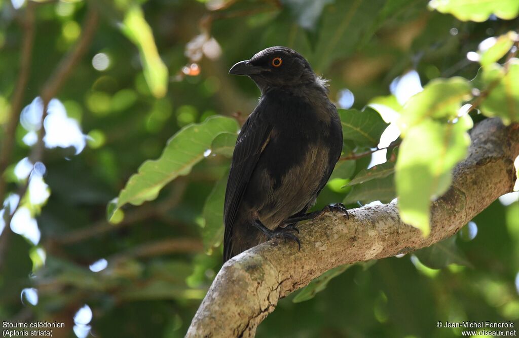 Striated Starling