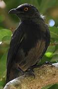 Striated Starling