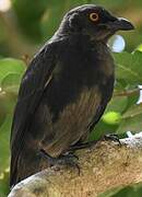 Striated Starling