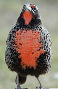 Long-tailed Meadowlark