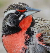 Long-tailed Meadowlark