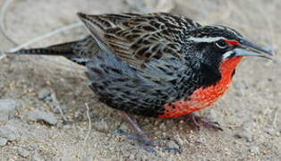 Long-tailed Meadowlark