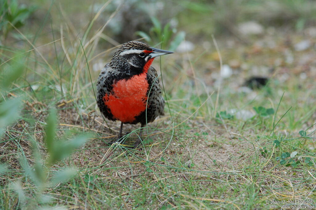 Long-tailed Meadowlark