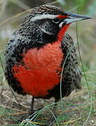 Long-tailed Meadowlark