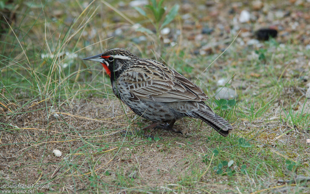 Long-tailed Meadowlark