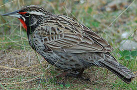 Long-tailed Meadowlark