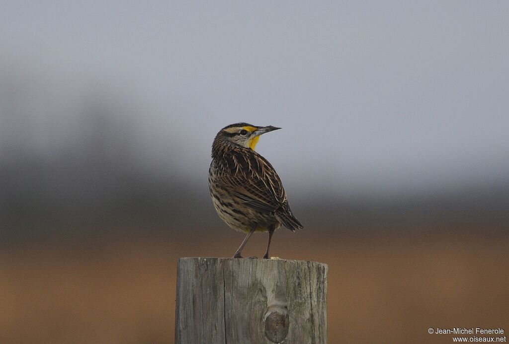 Eastern Meadowlark