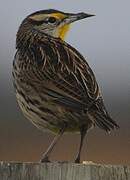 Eastern Meadowlark