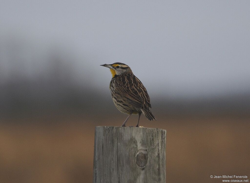 Eastern Meadowlark