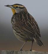 Eastern Meadowlark