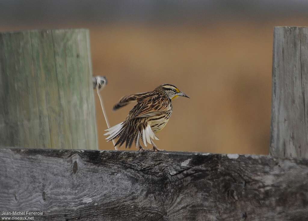 Eastern Meadowlarkadult, pigmentation