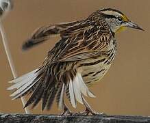 Eastern Meadowlark