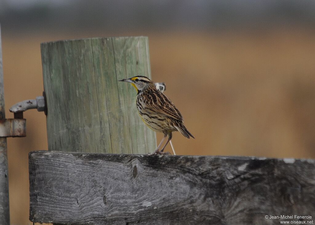 Eastern Meadowlark