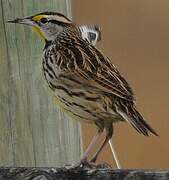 Eastern Meadowlark