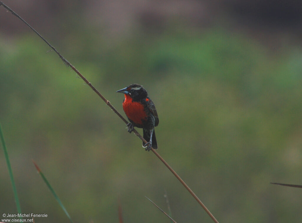 Peruvian Meadowlark male adult