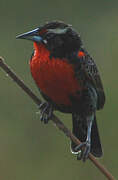 Peruvian Meadowlark