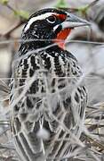 Peruvian Meadowlark