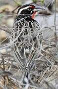 Peruvian Meadowlark