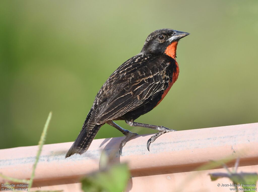 Red-breasted Meadowlark